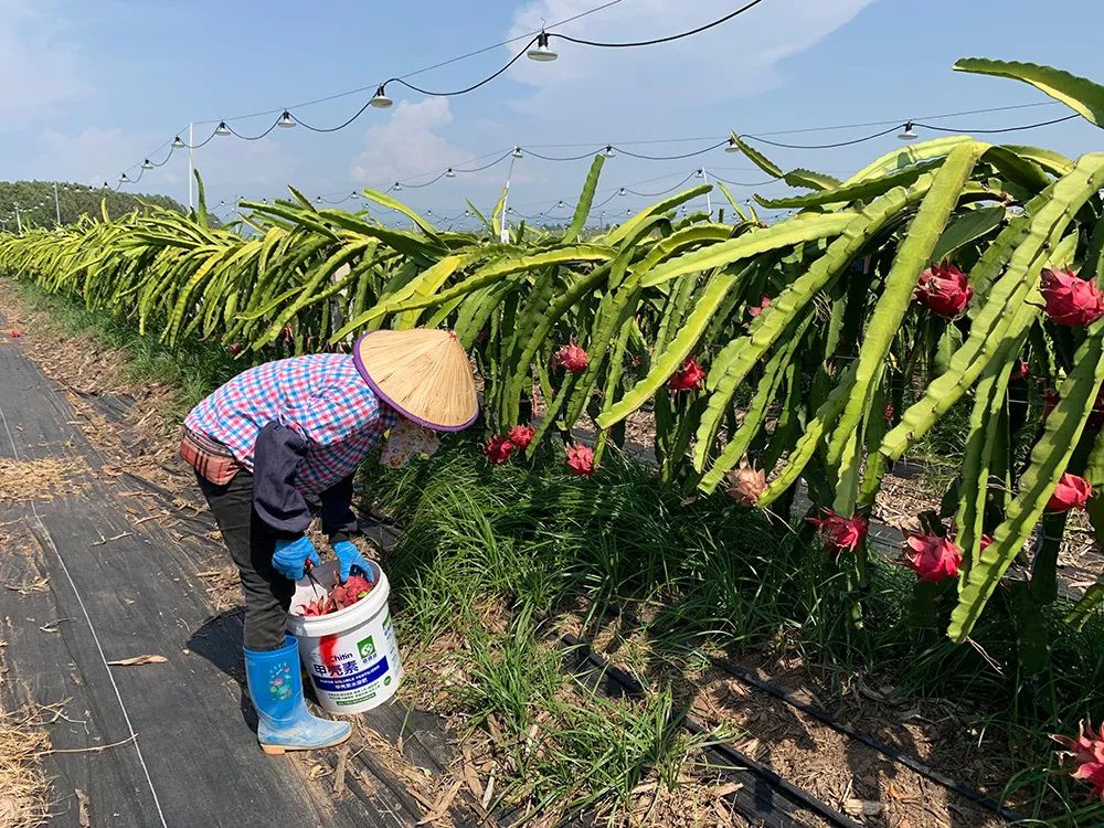 火爆！广西南宁【红心火龙果】19.9/箱，满满花青素！产地直发，感受口腔中的甜蜜炸弹~