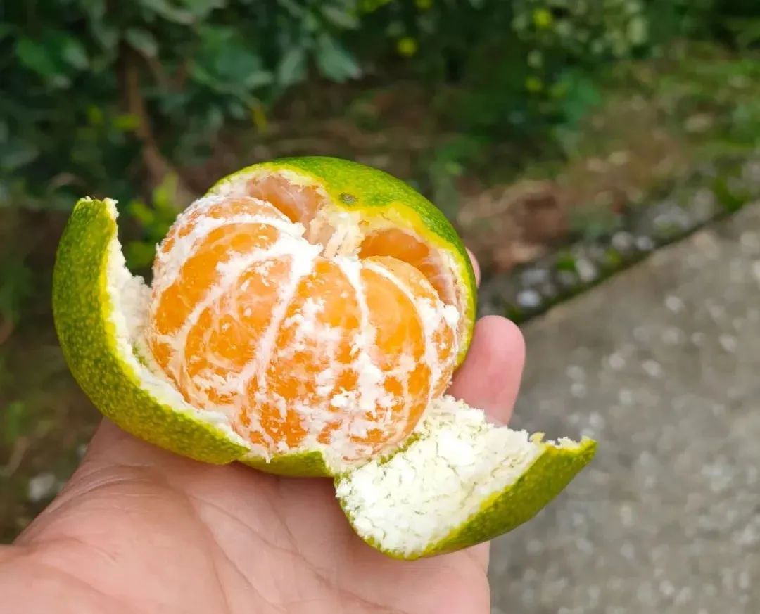 甜蜜蜜！湖北宜昌高山蜜桔13.5元/箱包邮到家，口口爆汁，开胃解秋馋！