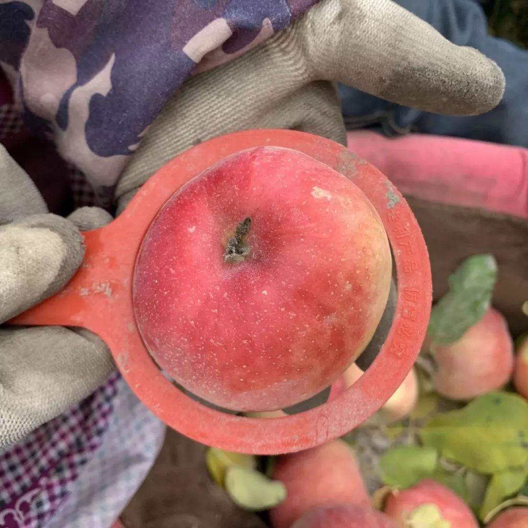 阿克苏产地直发！新疆阿克苏甜苹果下树啦！3次霜冻洗礼，来自北纬41°的甜蜜~