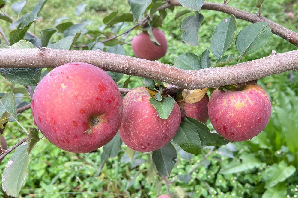 0%冰糖心【大凉山丑苹果29.9/箱】新鲜采摘，脆爽多汁，海拔2000米高原生长，彝族农人生态种植，请您一起支持！"
