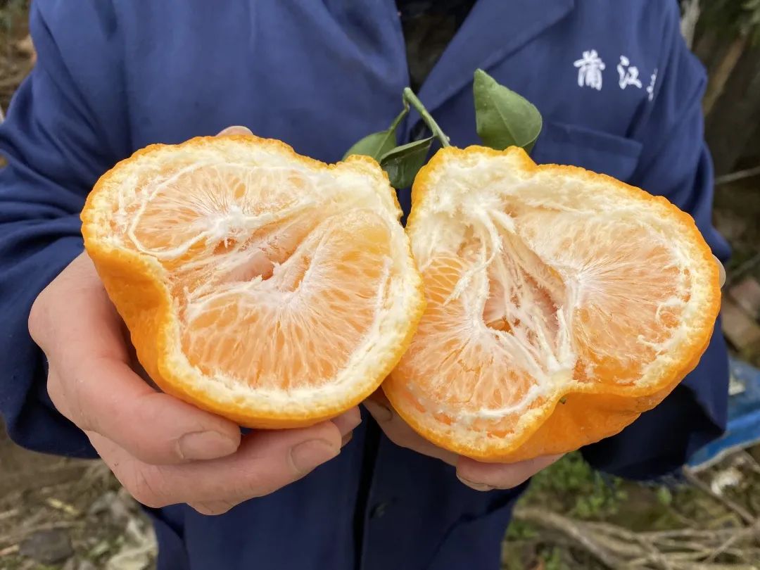 火爆！比橙子清甜「四川春见耙耙柑」29.9元/箱包邮到家！柔嫩爆汁，无渣清甜！！