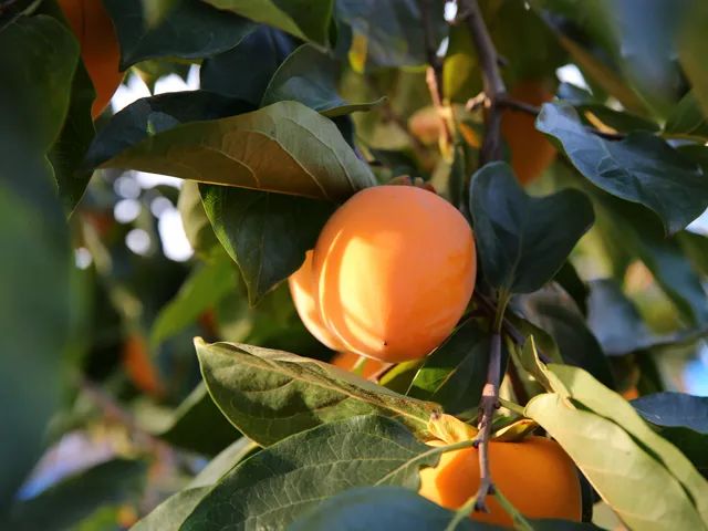 “Q弹溏心柿饼”！19.9/箱！只有富平核心产区，才能出这样软糯香甜、肉厚满霜的柿饼！