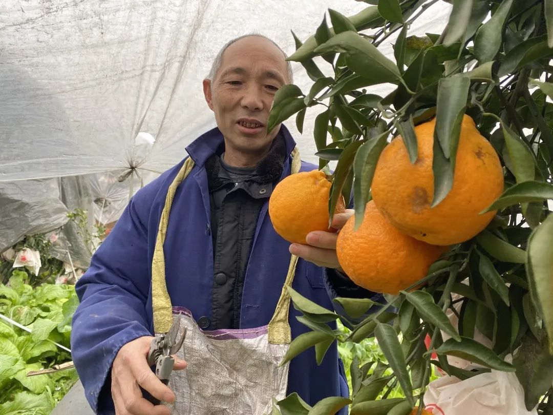 火爆！比橙子清甜「四川春见耙耙柑」29.9元/箱包邮到家！柔嫩爆汁，无渣清甜！！