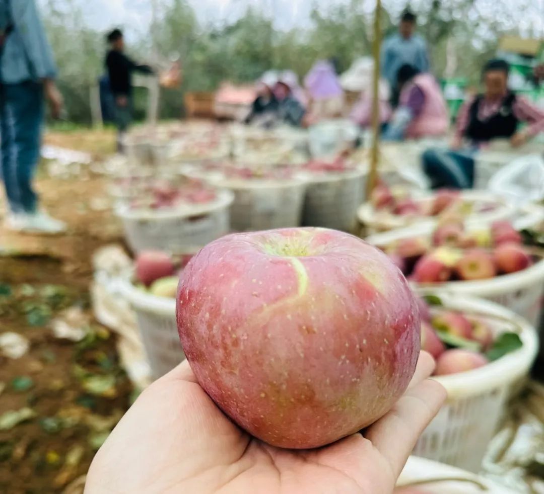 0%冰糖心【大凉山丑苹果29.9/箱】新鲜采摘，脆爽多汁，海拔2000米高原生长，彝族农人生态种植，请您一起支持！"