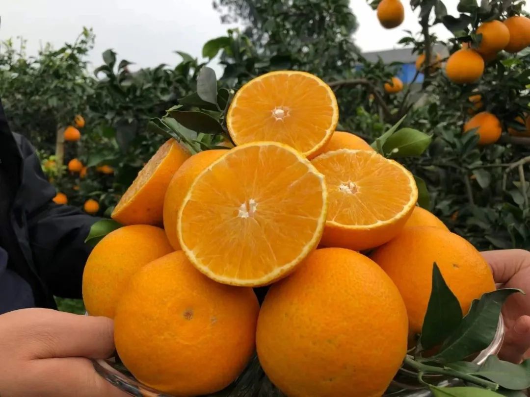 秒杀！200多万斤爱媛【38号果冻橙25.9/箱】成熟待售，皮薄肉嫩，一咬爆汁！头茬尝鲜，恳请转发支持！