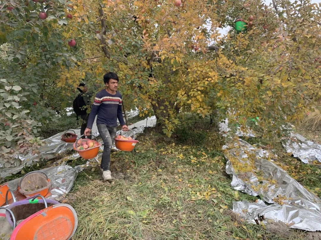 阿克苏产地直发！新疆阿克苏甜苹果下树啦！3次霜冻洗礼，来自北纬41°的甜蜜~