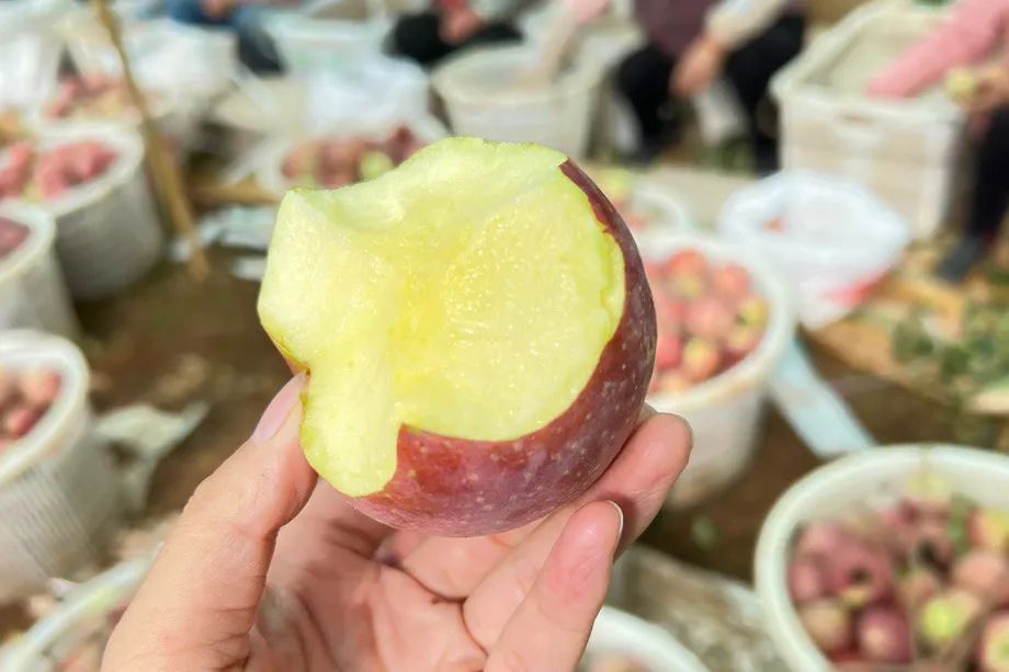 0%冰糖心【大凉山丑苹果29.9/箱】新鲜采摘，脆爽多汁，海拔2000米高原生长，彝族农人生态种植，请您一起支持！"
