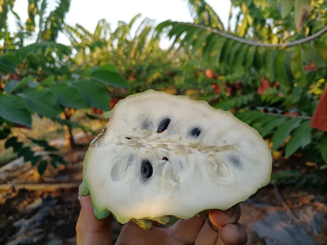 超甜的【广西牛奶释迦果29.9/箱】冰淇淋般口感，绵软丝滑，水果界的牛奶冰淇淋！