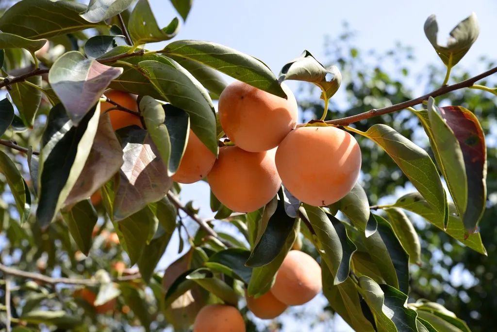 一年只卖30天！2023头茬富平糖心柿饼19.9/箱！甜如蜜、软如棉、溏心十足！