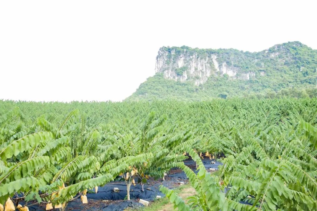 超甜的【广西牛奶释迦果29.9/箱】冰淇淋般口感，绵软丝滑，水果界的牛奶冰淇淋！