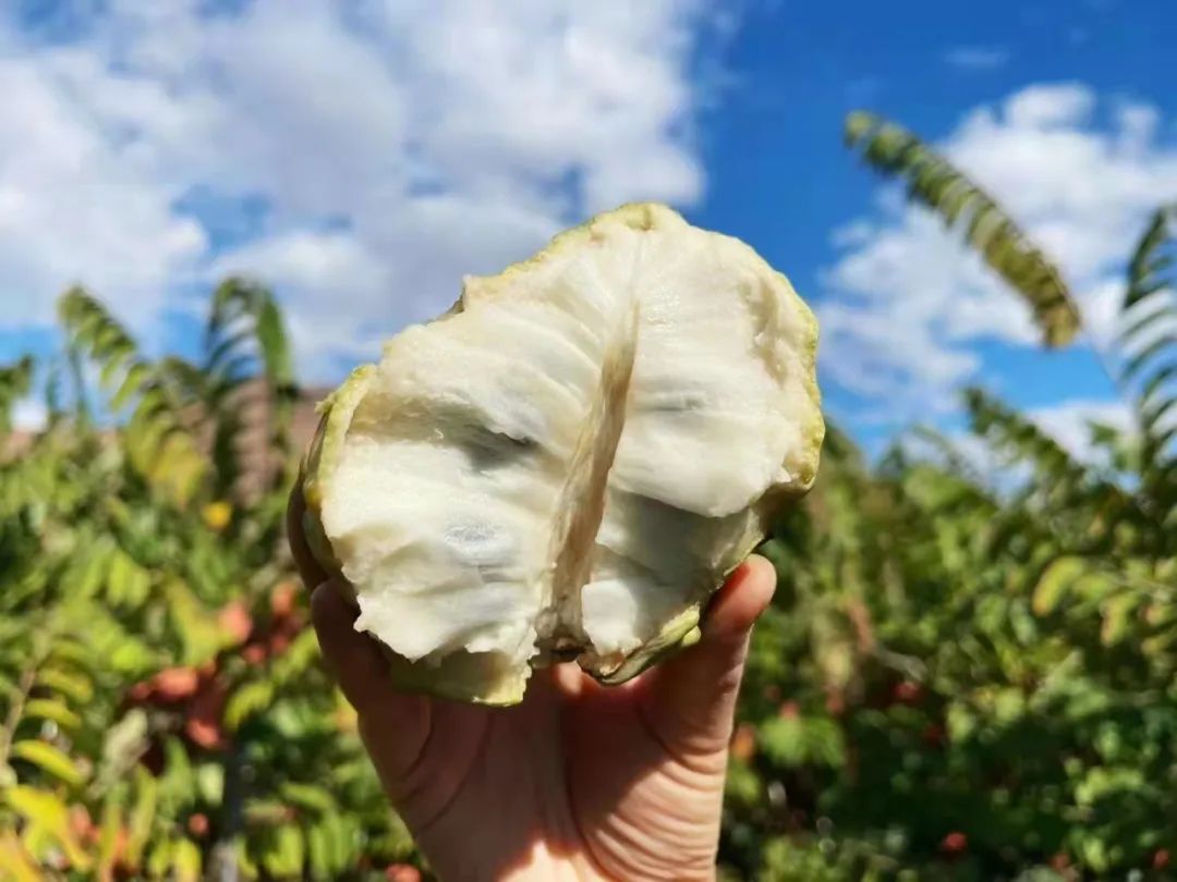超甜的【广西牛奶释迦果29.9/箱】冰淇淋般口感，绵软丝滑，水果界的牛奶冰淇淋！