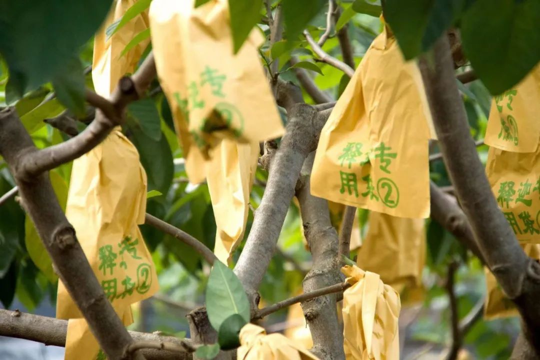 超甜的【广西牛奶释迦果29.9/箱】冰淇淋般口感，绵软丝滑，水果界的牛奶冰淇淋！