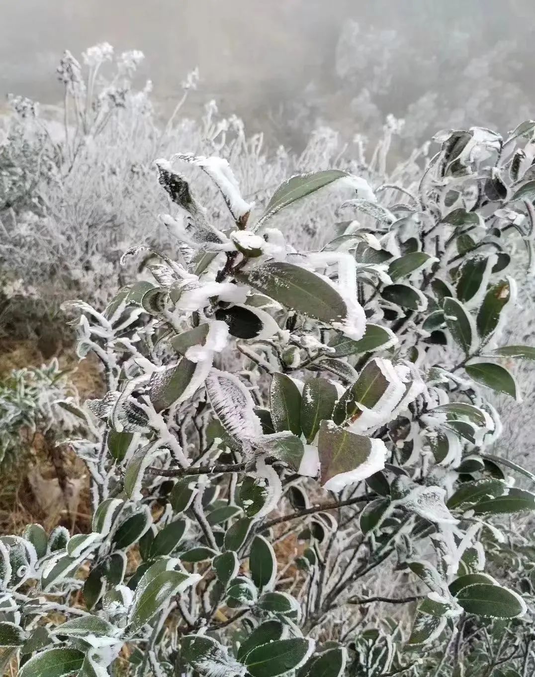 广东真的下雪了！最低-3°C，东莞明天更冷！