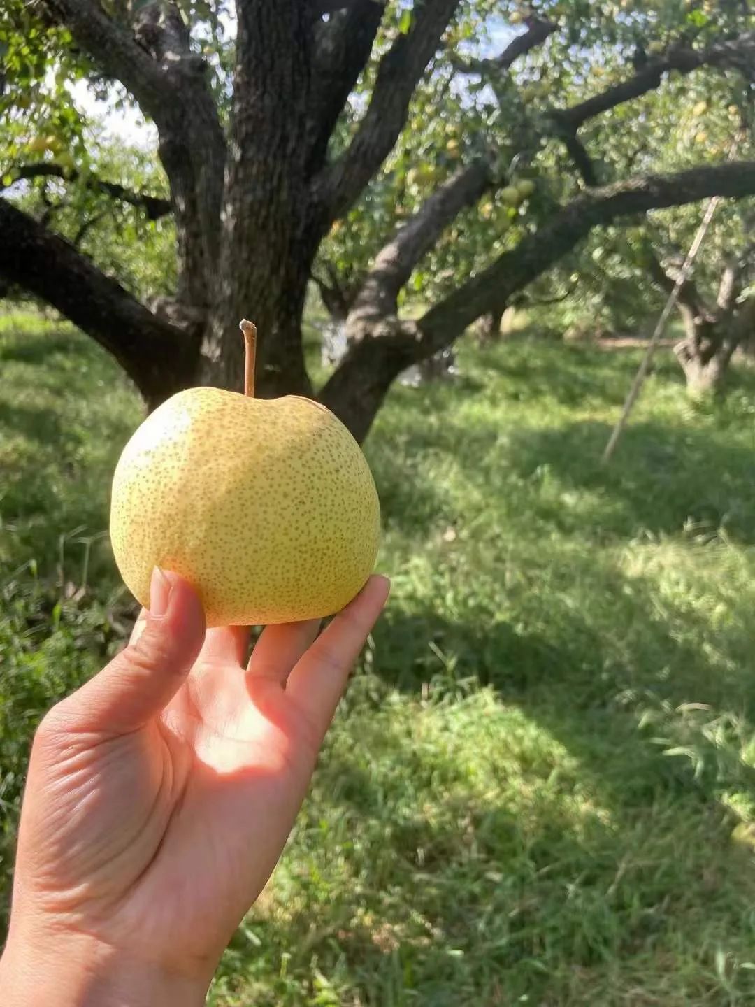 亲测好吃！来自「中国梨都的安徽砀山22.9/箱包邮！酥脆多汁，胜似天然矿泉水！夏日消暑好物！