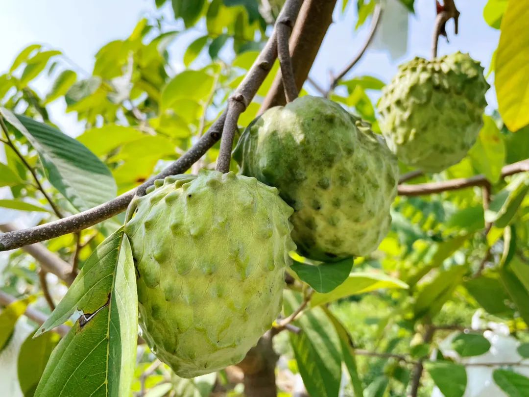 超甜的【广西牛奶释迦果29.9/箱】冰淇淋般口感，绵软丝滑，水果界的牛奶冰淇淋！