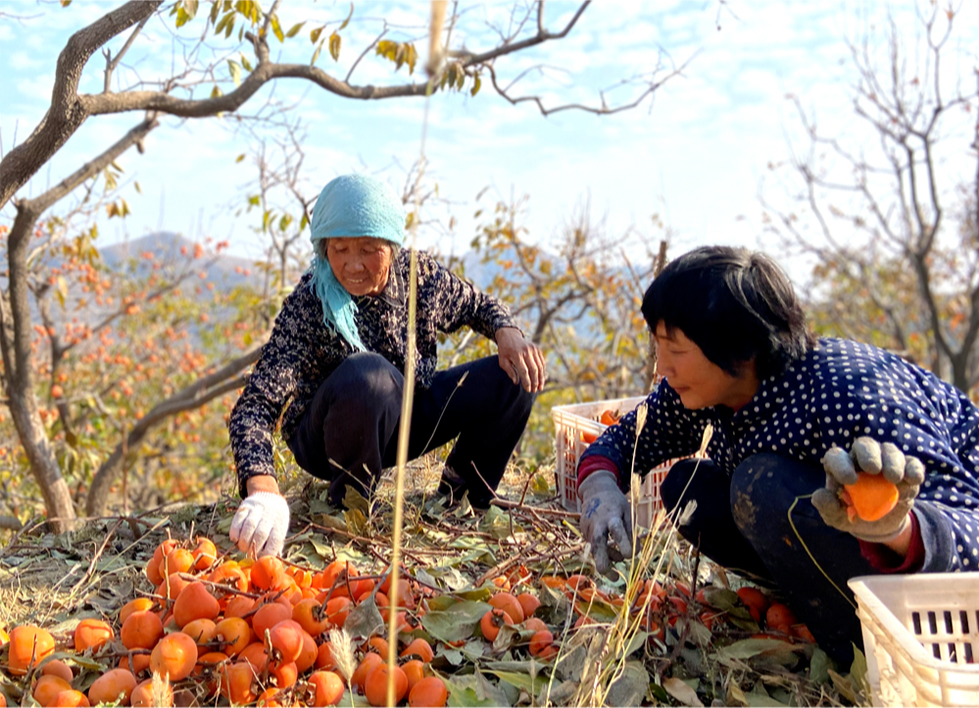 难以抵挡的溏心诱惑【山东隐士柿饼19.9/箱】软糯！爆浆！流心！比新鲜柿子更好吃~