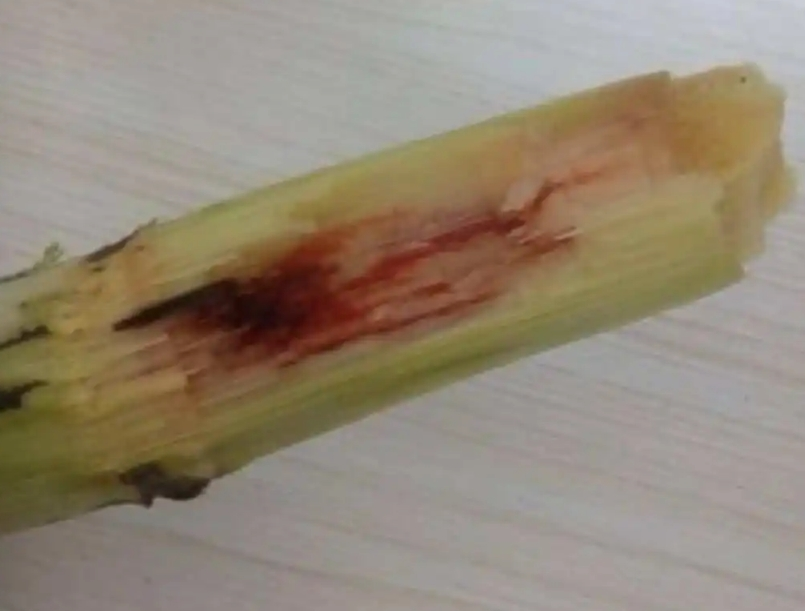 东莞人千万看清楚！不能吃！不能吃！不能吃！