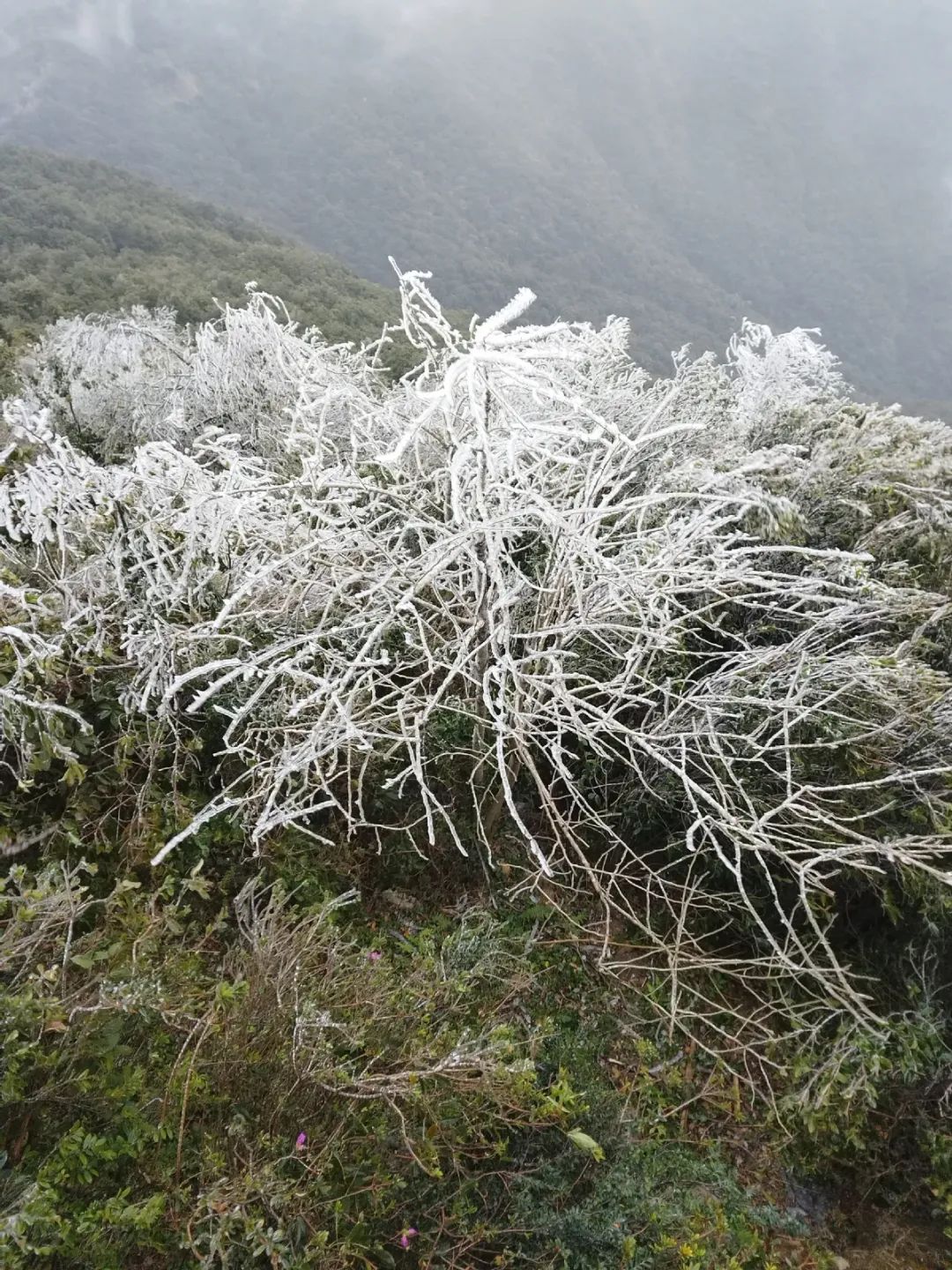 突发！东莞“下雪”了！