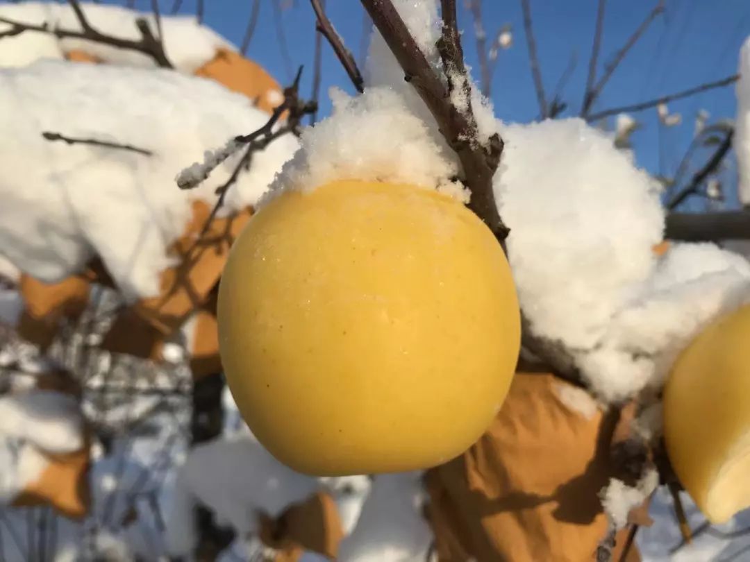 历经寒冬！苹果中的“土豪金”29.9/箱！自带奶油香气，爽脆飚汁，原生态树上熟！每年都回购的苹果“新贵”~