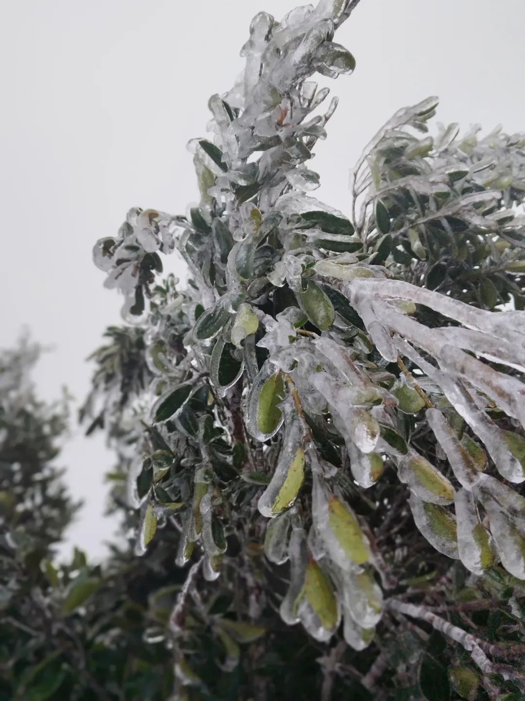 突发！东莞“下雪”了！