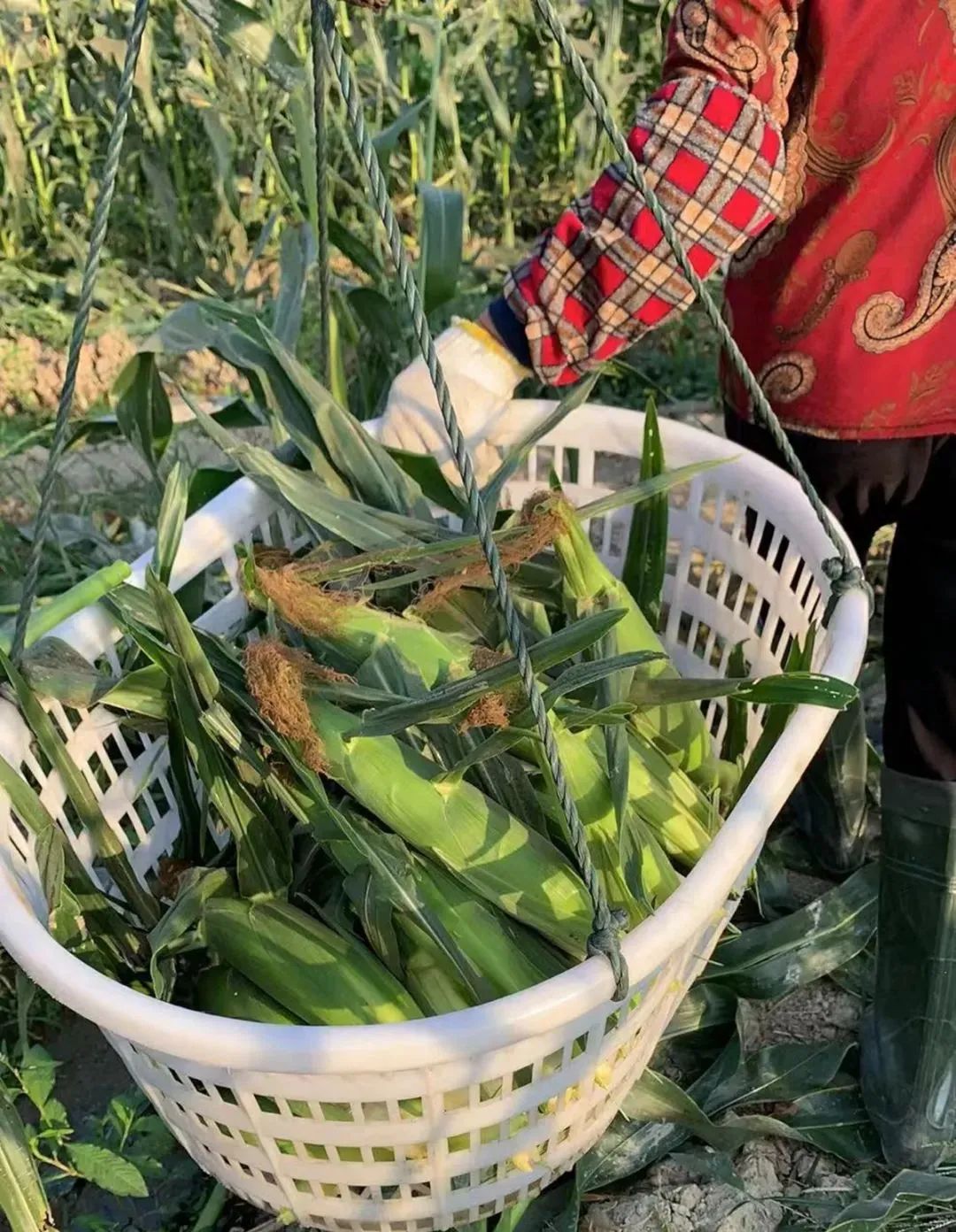 冬日早餐粗粮！云贵高原的水果玉米23.9/箱，饱满度90%以上！生吃熟吃都特别脆甜~