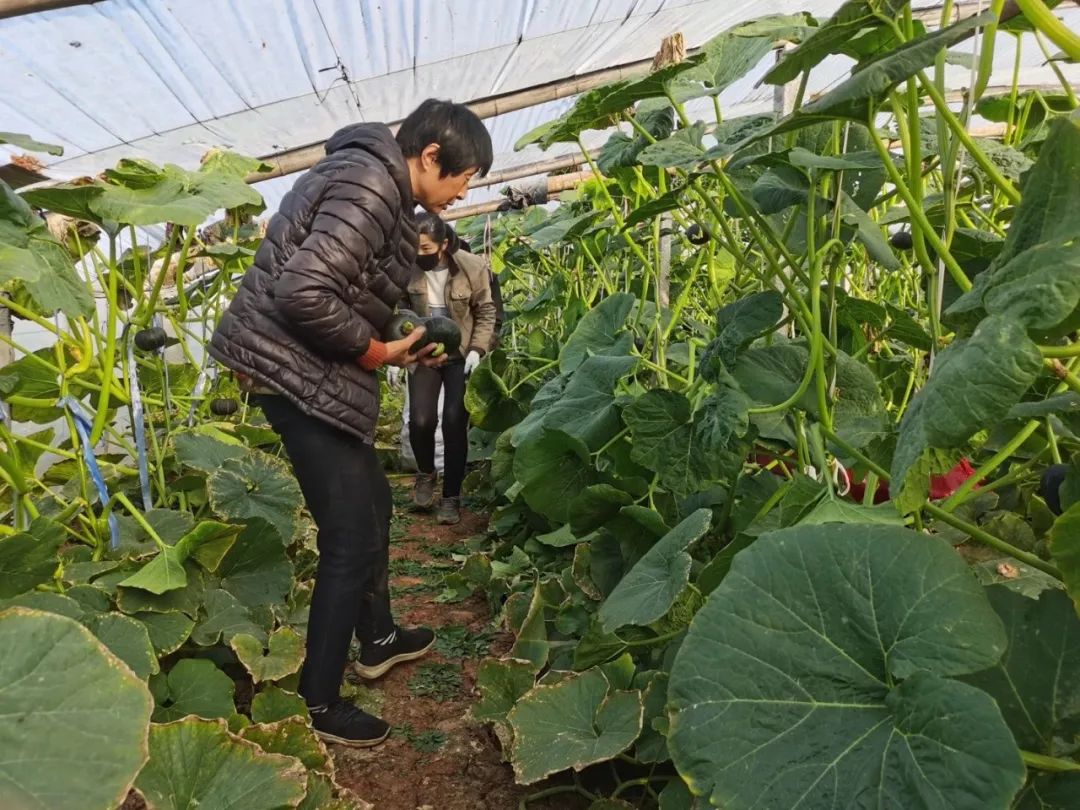 粗粮早餐！22.9/箱！跨越千里的【贝贝板栗南瓜】，粉干甜香，营养软糯，连续十天吃不腻的大自然纯真味道。
