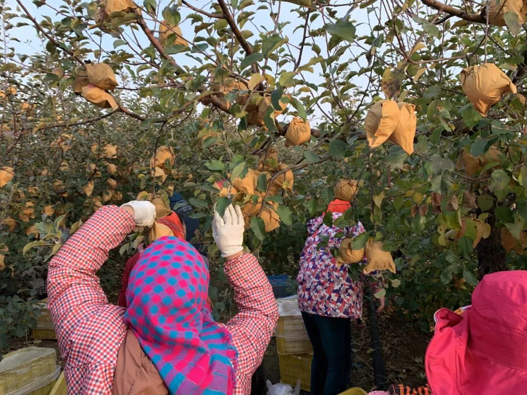 历经寒冬！苹果中的“土豪金”29.9/箱！自带奶油香气，爽脆飚汁，原生态树上熟！每年都回购的苹果“新贵”~