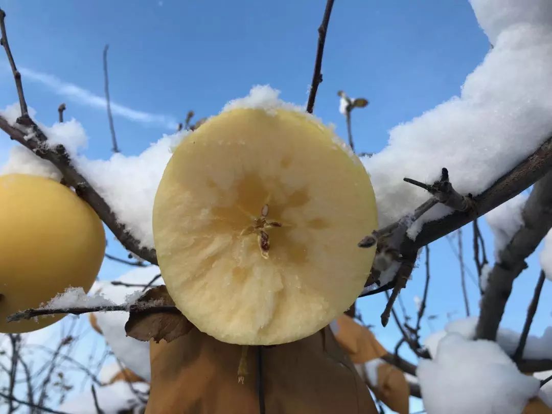 历经寒冬！苹果中的“土豪金”29.9/箱！自带奶油香气，爽脆飚汁，原生态树上熟！每年都回购的苹果“新贵”~