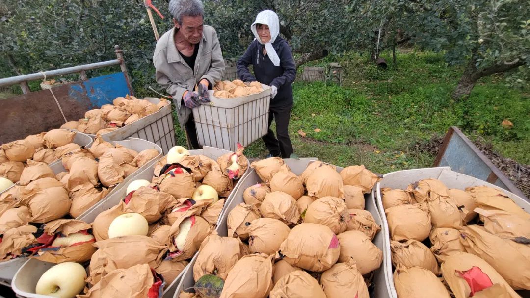 历经寒冬！苹果中的“土豪金”29.9/箱！自带奶油香气，爽脆飚汁，原生态树上熟！每年都回购的苹果“新贵”~