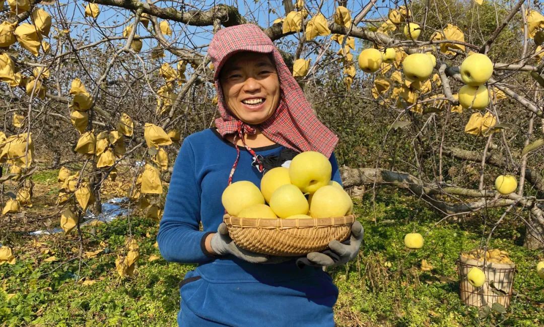 历经寒冬！苹果中的“土豪金”29.9/箱！自带奶油香气，爽脆飚汁，原生态树上熟！每年都回购的苹果“新贵”~