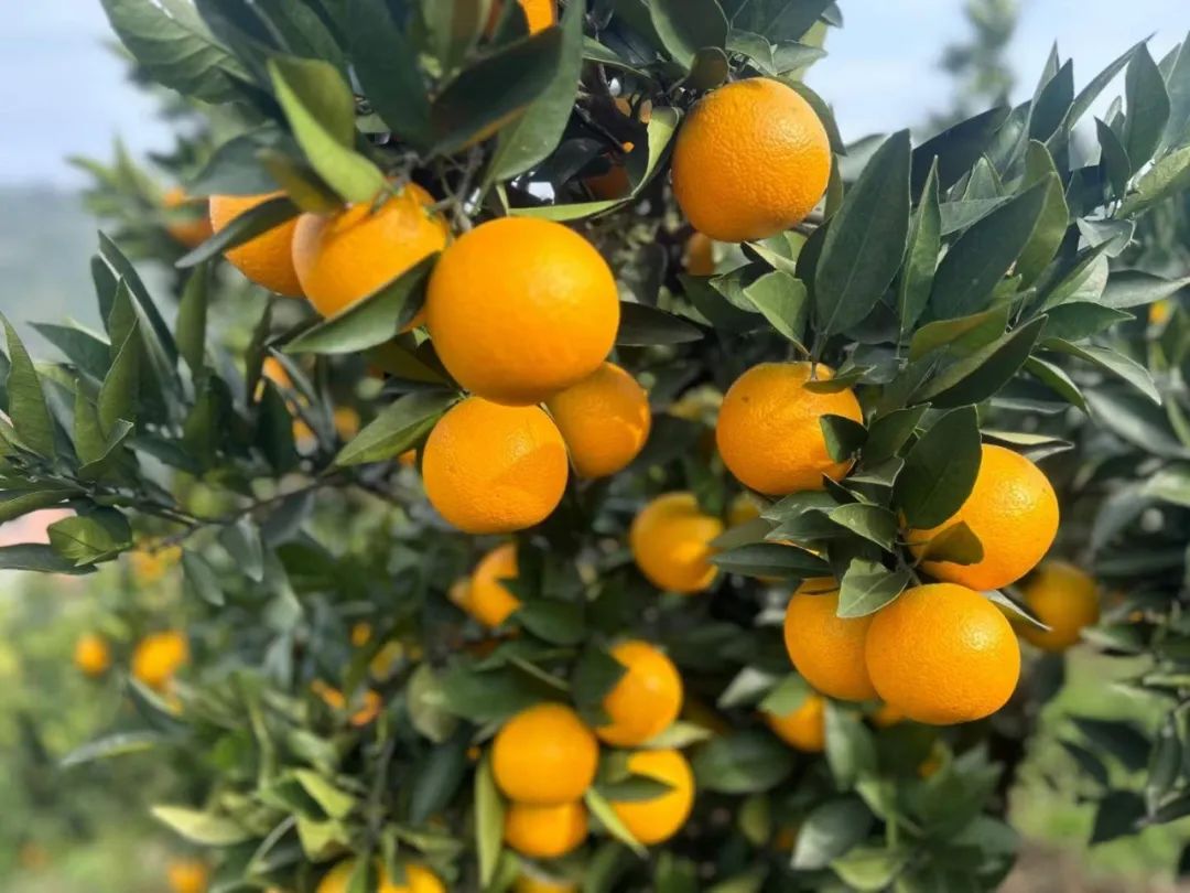 超好吃！数百万斤九月红手剥橙年前急售，5.5元/斤包邮！山路陡峭蜿蜒，果农艰难背出山，超嫩果肉，爆汁鲜甜，橙中稀品！
