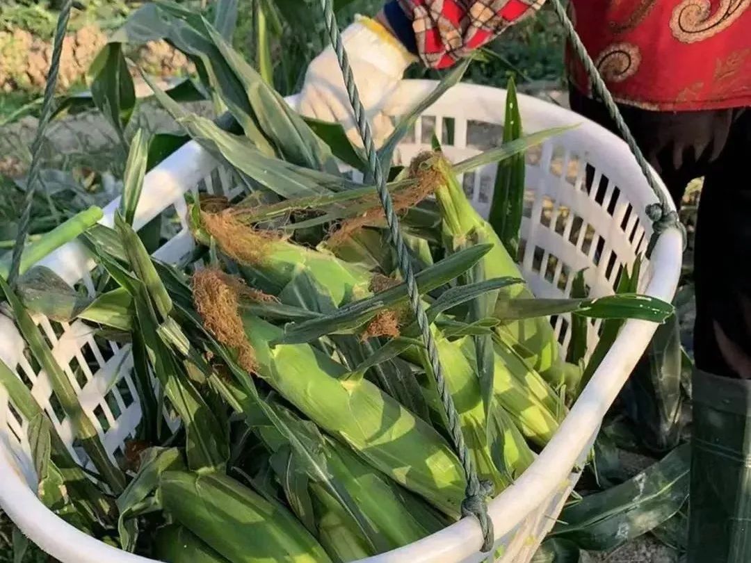 冬日早餐粗粮！云贵高原的水果玉米23.9/箱，饱满度90%以上！生吃熟吃都特别脆甜~