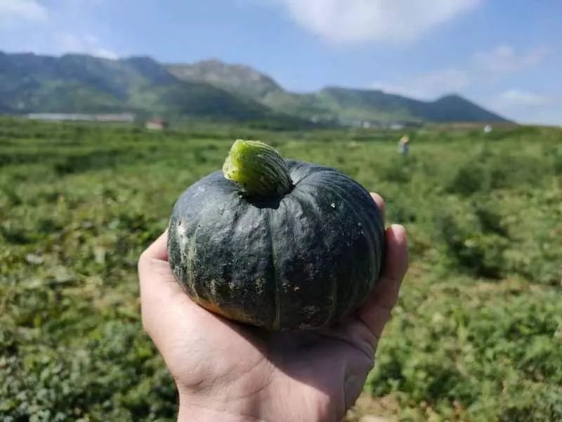 粗粮早餐！22.9/箱！跨越千里的【贝贝板栗南瓜】，粉干甜香，营养软糯，连续十天吃不腻的大自然纯真味道。