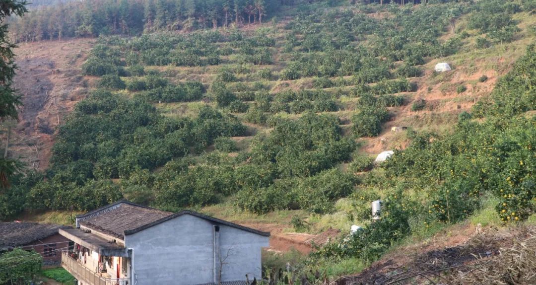 冬日最新爆款「福建“甜心桔柚”」纯甜0酸，水嫩多汁，26.9包邮到家！囤一箱陪你过冬！