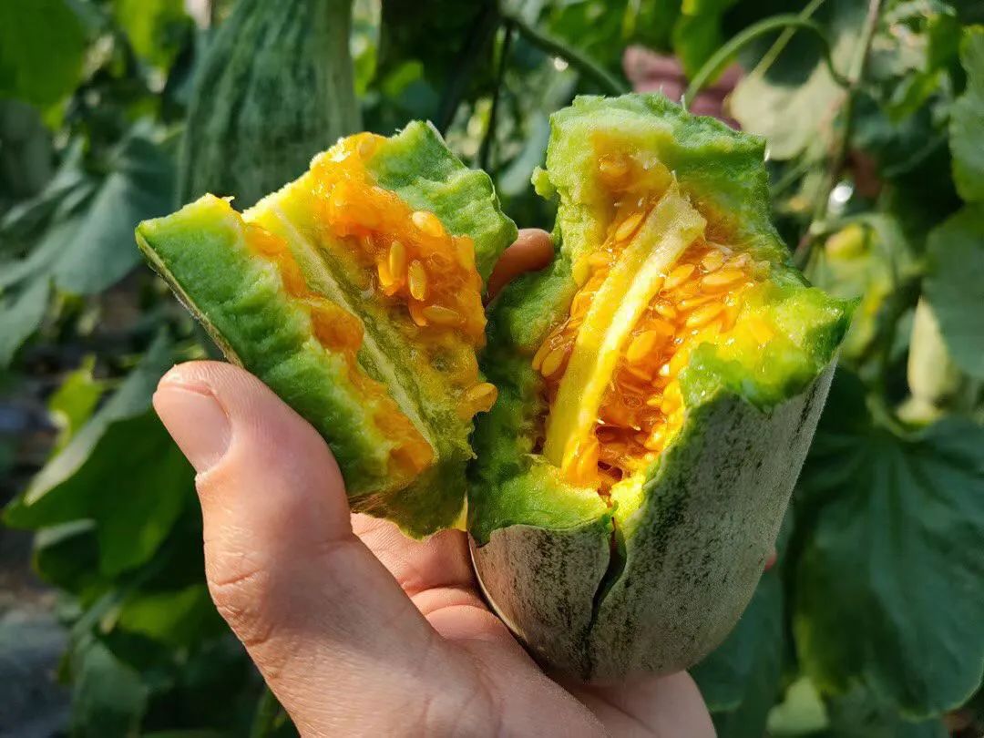 这是什么？很多东莞人都没有见过！有谁知道？