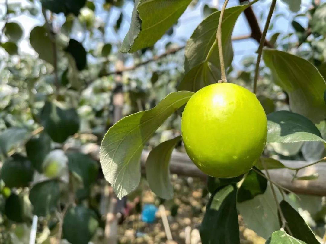 当季鲜枣！【福建牛奶贵妃蜜枣24.9/箱】轻咬飚汁，清油解腻，每一口都甜在心上~