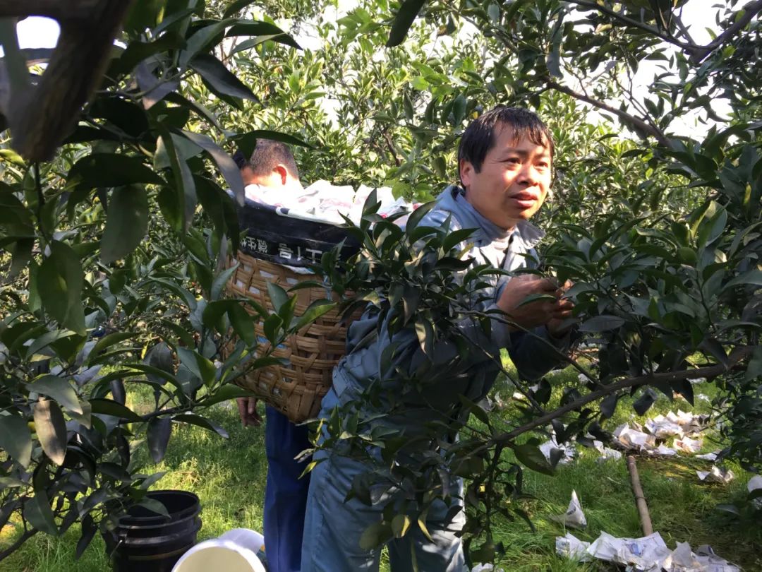 注意啦！现在上市的“不知火”丑橘，才是真货～！