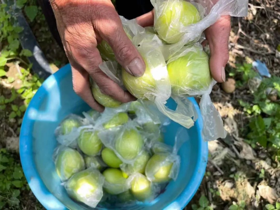 当季鲜枣！【福建牛奶贵妃蜜枣24.9/箱】轻咬飚汁，清油解腻，每一口都甜在心上~