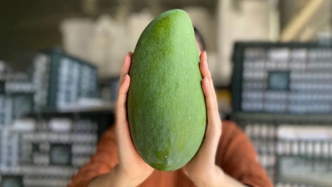 超甜！爆汁！超100万斤『越南大青芒26.9/箱』新鲜下树，核薄肉厚，细腻嫩滑，抱着啃才过瘾！