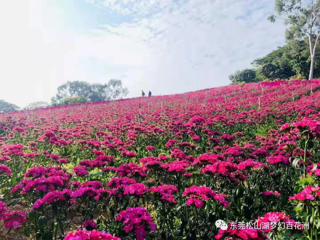 突发！东莞一4A景区宣布停业！很多人都去过！