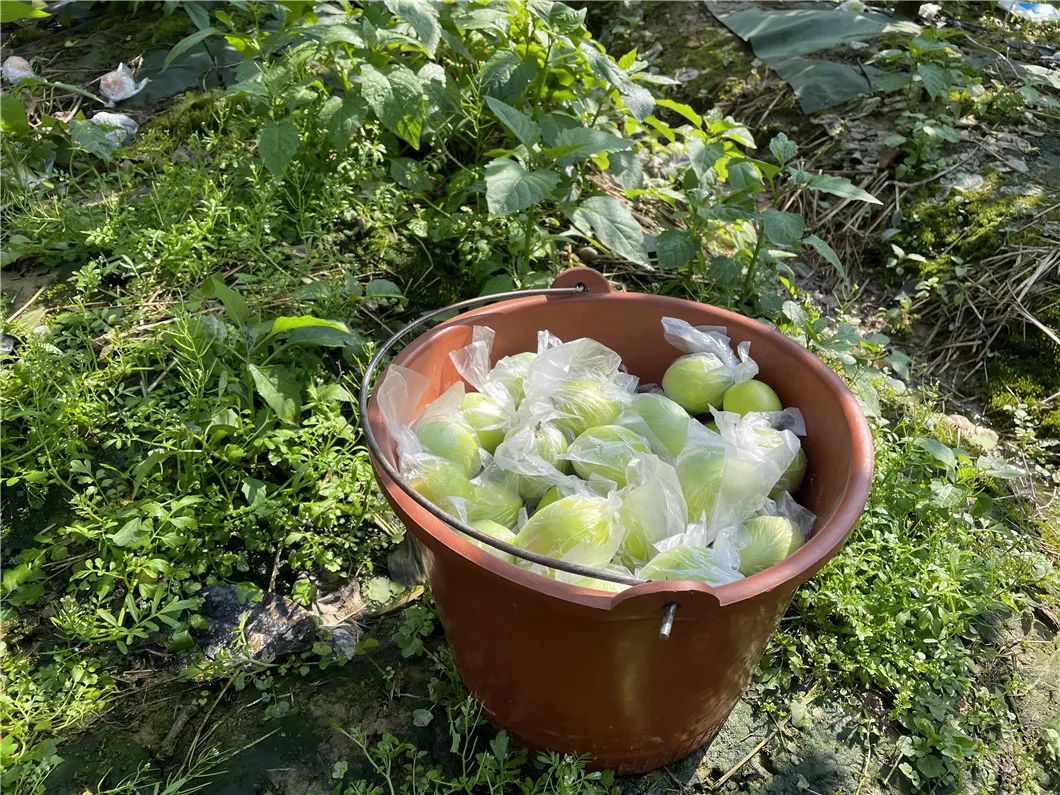 当季鲜枣！【福建牛奶贵妃蜜枣24.9/箱】轻咬飚汁，清油解腻，每一口都甜在心上~
