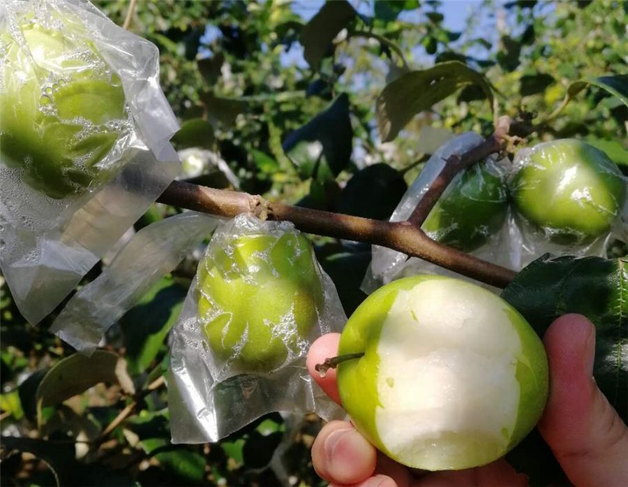 当季鲜枣！【福建牛奶贵妃蜜枣24.9/箱】轻咬飚汁，清油解腻，每一口都甜在心上~