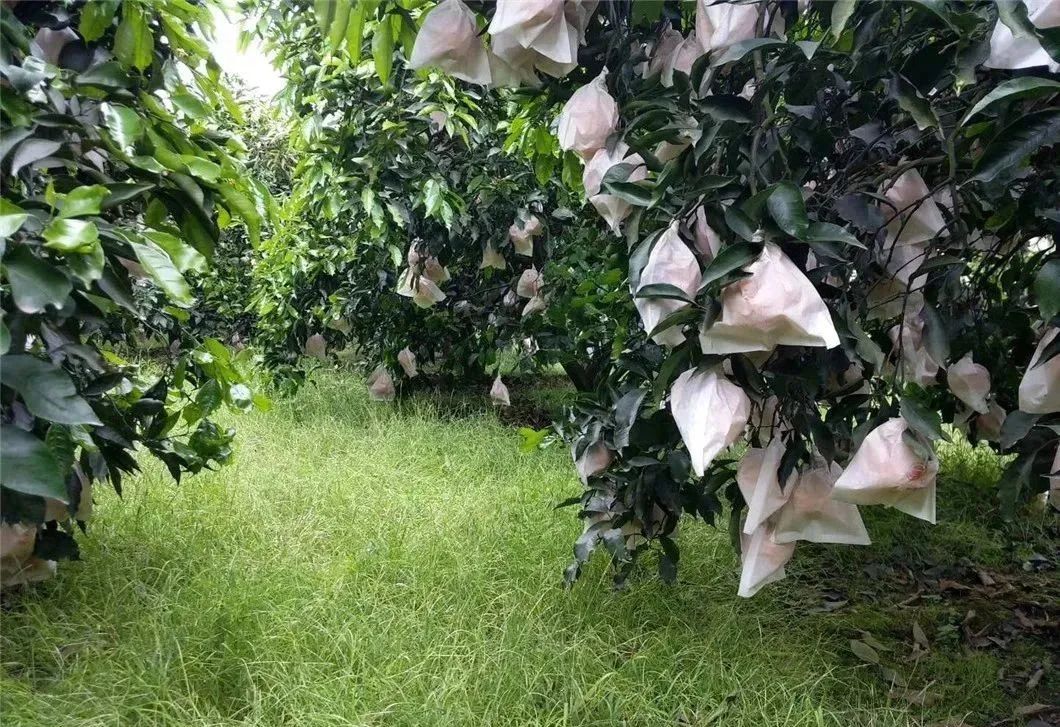 注意啦！现在上市的“不知火”丑橘，才是真货～！