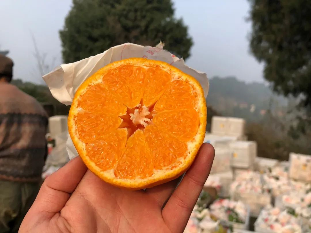 注意啦！现在上市的“不知火”丑橘，才是真货～！
