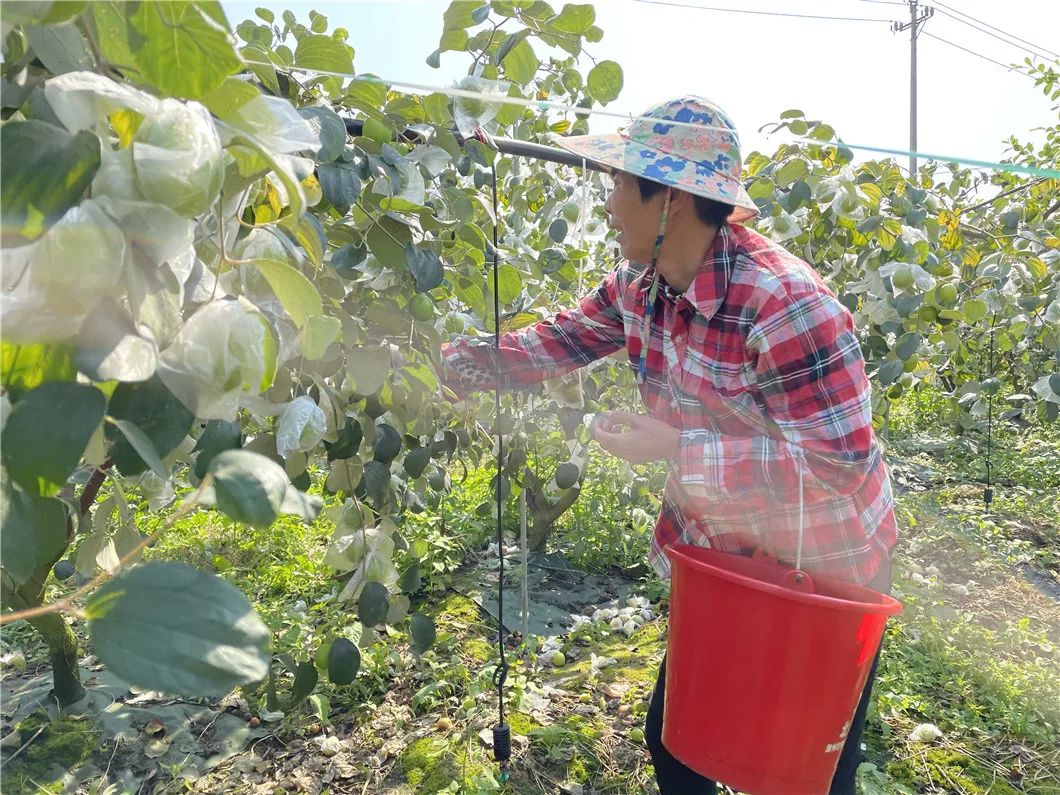 当季鲜枣！【福建牛奶贵妃蜜枣24.9/箱】轻咬飚汁，清油解腻，每一口都甜在心上~