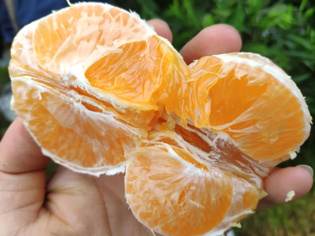 注意啦！现在上市的“不知火”丑橘，才是真货～！