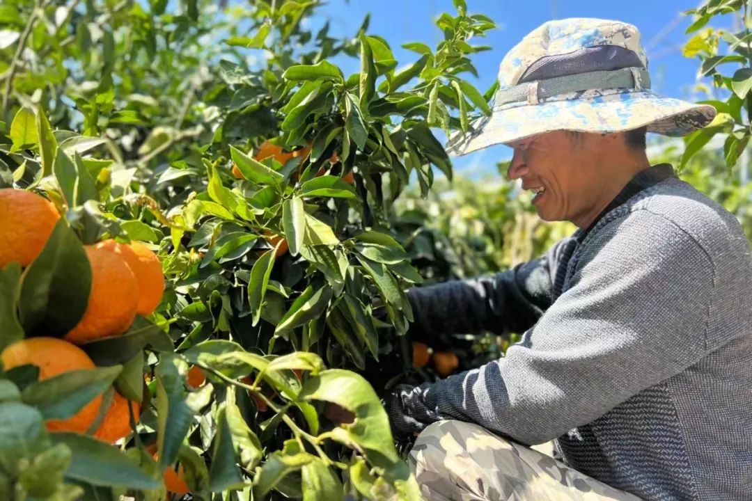 果冻沃柑25.9/箱！鲜甜爆汁，细腻无渣！新鲜现摘，一口上瘾！来自彩云之南的甜蜜献礼！