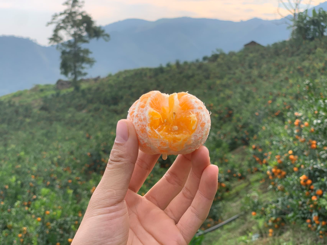 果冻沃柑25.9/箱！鲜甜爆汁，细腻无渣！新鲜现摘，一口上瘾！来自彩云之南的甜蜜献礼！