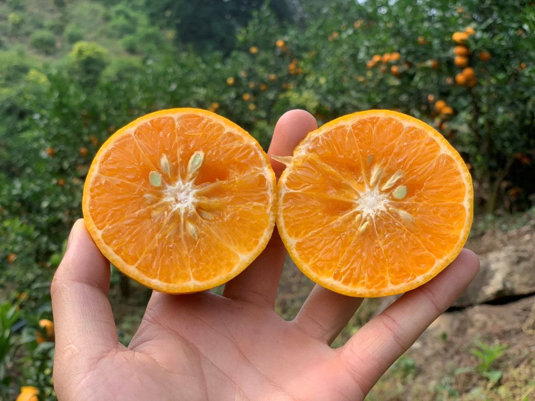 果冻沃柑25.9/箱！鲜甜爆汁，细腻无渣！新鲜现摘，一口上瘾！来自彩云之南的甜蜜献礼！