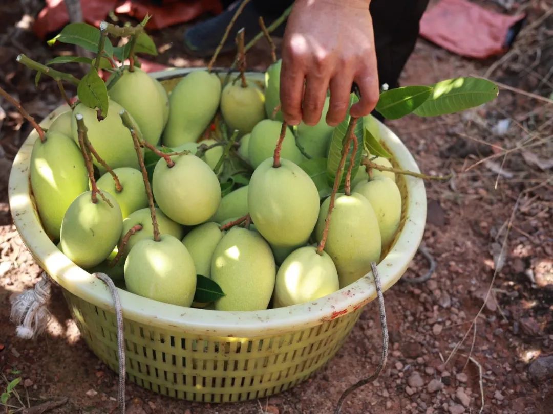 助力大量【海南金煌芒22.9/箱】走出大山，香甜无丝，嫩滑爽口，邀您一起品尝支持！